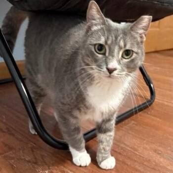 Sunshine Simpson -  Tabby and Domestic Short Hair Cat for Adoption in Friendswood, Texas - Sunshine Simpson | PetCurious