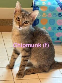 Rescue Domestic Short Hair Cats for Adoption in New Bern, North Carolina - CHIPMUNK Kitten | PetCurious