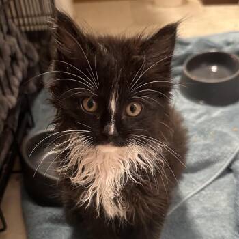 Wally -  Domestic Long Hair Cat for Adoption in Rochester, Minnesota - Wally | PetCurious