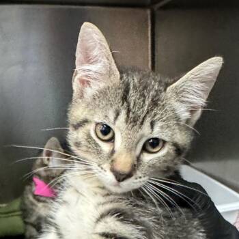 Cheese Straw -  Domestic Short Hair Cat for Adoption in Lakeland, Florida - Cheese Straw | PetCurious