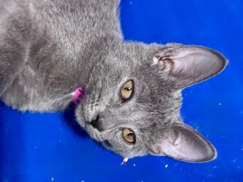 Honeycombs -  Domestic Short Hair Cat for Adoption in Powell, Ohio - Honeycombs | PetCurious