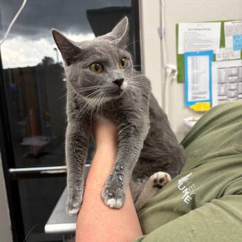 Rutabaga -  Domestic Short Hair Cat Available for Adoption in Columbiana, Alabama - Rutabaga | PetCurious