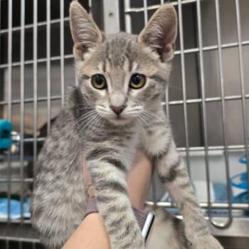 Zanzibar -  Domestic Short Hair Cat for Adoption in Morgan Hill, California - Zanzibar | PetCurious