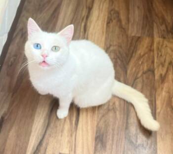 Gloria -  Domestic Short Hair Cat for Adoption in Brampton, Ontario - Gloria | PetCurious