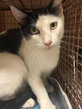 Periwinkle -  Domestic Short Hair Cat for Adoption in Austin, Texas - Periwinkle | PetCurious