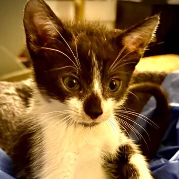 Rescue Domestic Short Hair Cats for Adoption in Elfin Forest, California - Mo | PetCurious