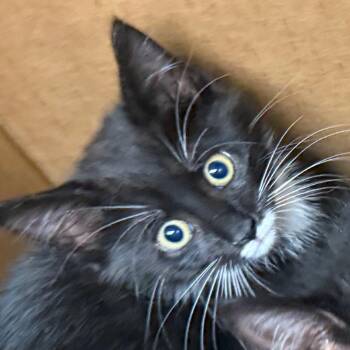 Harrison -  Domestic Medium Hair Cat for Adoption in Winston-salem, North Carolina - Harrison | PetCurious