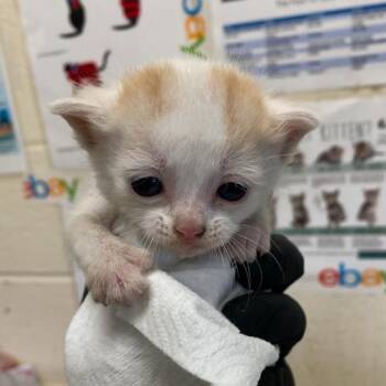 Berkeley -  Domestic Short Hair Cat for Adoption in Memphis, Tennessee - Berkeley | PetCurious