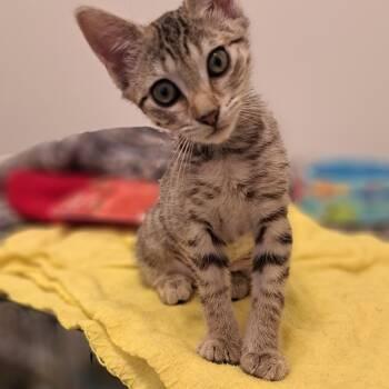 Dani -  Domestic Short Hair Cat for Adoption in Buffalo, New York - Dani | PetCurious