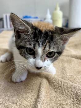 Domestic Short Hair Cats Available for Adoption in San Antonio, Texas - Sunflower | PetCurious