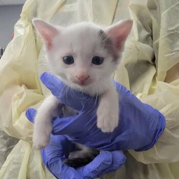 Aqua -  Domestic Short Hair Cat for Adoption in Salt Lake City, Utah - Aqua | PetCurious