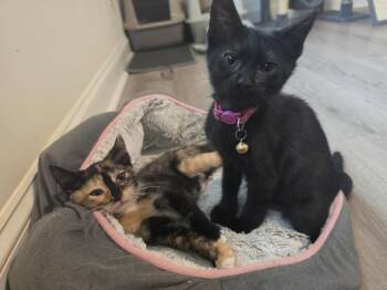 Hina -  Calico Cat for Adoption in Cary, North Carolina - Hina | PetCurious