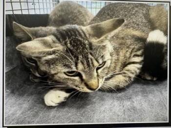 Pufferfish -  Domestic Short Hair Cat for Adoption in Daytona Beach, Florida - Pufferfish | PetCurious