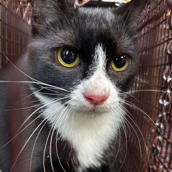 Yellow Light -  Domestic Short Hair Cat for Adoption in Abilene, Texas - Yellow Light | PetCurious
