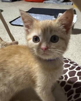 Domestic Short Hair and Tabby Cats Available for Adoption in Poplar Grove, Illinois - Tortellini | PetCurious