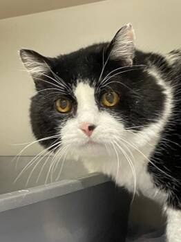Panda -  Domestic Short Hair Cat for Adoption in Hayward, Wisconsin - Panda | PetCurious