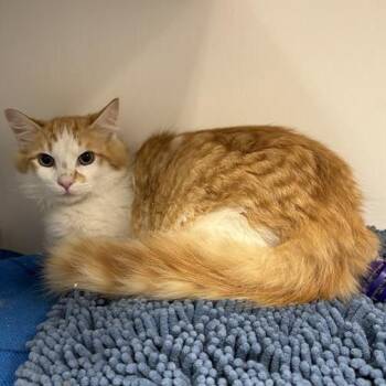 Domestic Medium Hair Cats Available for Adoption in Hawthorne, California - Andrew | PetCurious