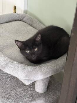 Macchiato -  Domestic Short Hair Cat for Adoption in Suffolk, Virginia - Macchiato | PetCurious