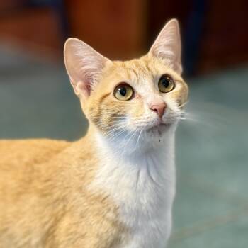 Madame Marmalade -  Domestic Short Hair Cat for Adoption in Mckenzie, Tennessee - Madame Marmalade | PetCurious