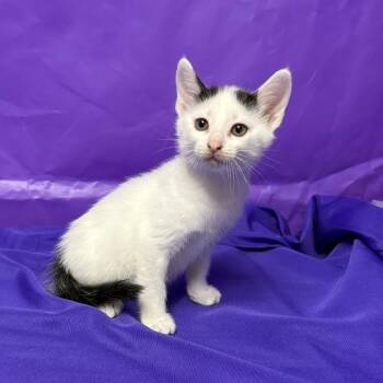 Icky -  Domestic Short Hair Cat for Adoption in North Myrtle Beach, South Carolina - Icky | PetCurious