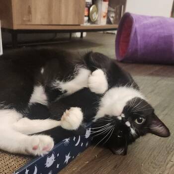 Lila -  Domestic Short Hair Cat for Adoption in Asheville, North Carolina - Lila | PetCurious