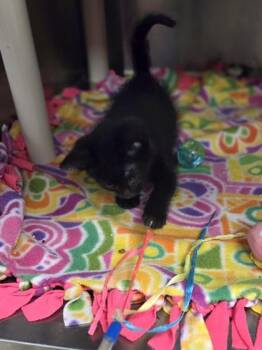 Dorothy -  Domestic Short Hair Cat for Adoption in Westland, Michigan - Dorothy | PetCurious