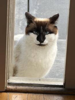 Bandit -  Ragdoll and Siamese Cat Available for Adoption in Half Moon Bay, California - Bandit | PetCurious