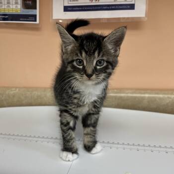 Rosie4573 -  Domestic Short Hair Cat for Adoption in Hamilton, Georgia - Rosie4573 | PetCurious