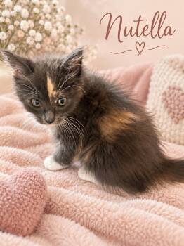 Nutella -  Dilute Calico Cat for Adoption in Dickinson, Texas - Nutella | PetCurious