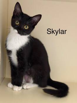 Rescue Domestic Short Hair Cats for Adoption in Pawleys Island, South Carolina - Skylar | PetCurious