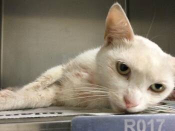 CREAM PUFF -  Domestic Short Hair Cat for Adoption in Riverside, California - CREAM PUFF | PetCurious