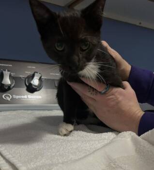 Gaius -  Domestic Short Hair Cat for Adoption in Tacoma, Washington - Gaius | PetCurious