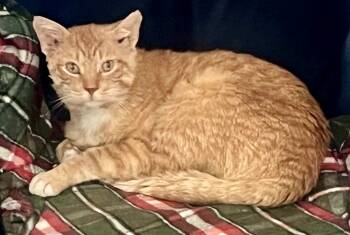 Rescue Domestic Short Hair Cats for Adoption in Chicago, Illinois - Fergie | PetCurious