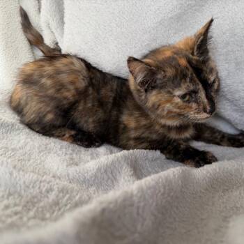 Mariposa -  Domestic Short Hair Cat for Adoption in La Grange, Kentucky - Mariposa | PetCurious