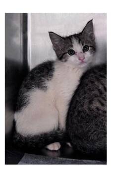 Daffodil -  Domestic Short Hair Cat for Adoption in Watkinsville, Georgia - Daffodil | PetCurious