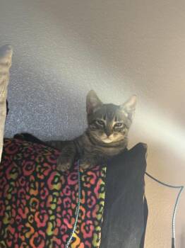 Domestic Short Hair Cats Available for Adoption - Bones | PetCurious