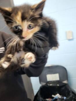 Domestic Short Hair Cats Available for Adoption in Lawrenceville, Georgia - Pen If 4 Daisy | PetCurious