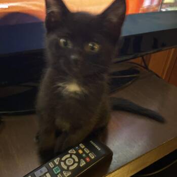 George -  Domestic Short Hair Cat for Adoption in Columbia, Missouri - George | PetCurious