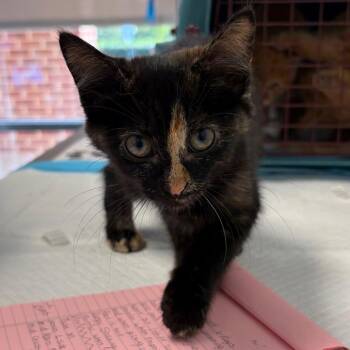 Snickers -  Domestic Short Hair Cat for Adoption in Nashville, Tennessee - Snickers | PetCurious