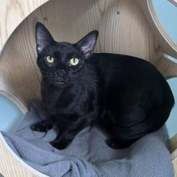 Lachlan-at Petsmart Madison East -  Domestic Short Hair Cat for Adoption in Madison, Wisconsin - Lachlan-at Petsmart Madison East | PetCurious