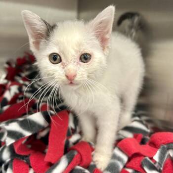 Weebs* -  Domestic Short Hair Cat for Adoption in San Gabriel, California - Weebs* | PetCurious