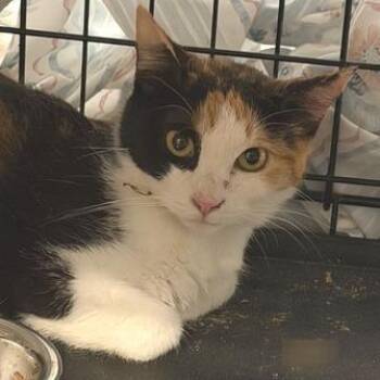 Peyton -  Domestic Short Hair Cat Available for Adoption in Cumming, Georgia - Peyton | PetCurious