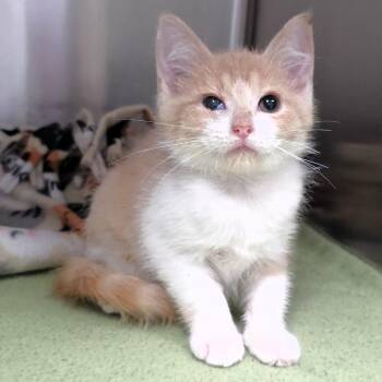 Snapper -  Domestic Short Hair Cat for Adoption in Michigan City, Indiana - Snapper | PetCurious