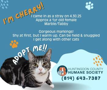 Domestic Short Hair Cats Available for Adoption - Cherry | PetCurious