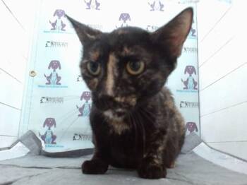A605720 -  Domestic Short Hair Cat for Adoption in Orlando, Florida - A605720 | PetCurious