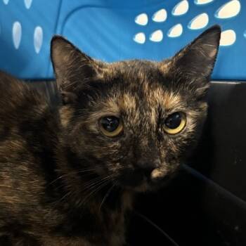 Rescue Domestic Short Hair Cats for Adoption in New York, New York - Mae | PetCurious