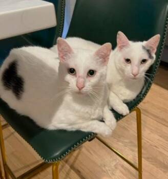 Rescue Domestic Short Hair Cats for Adoption in Boston, Massachusetts - Mookie & Pasta | PetCurious