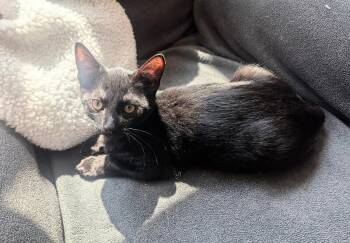Nutter Butter -  Domestic Short Hair Cat for Adoption in Adrian, Michigan - Nutter Butter | PetCurious