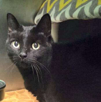 Greta -  Domestic Short Hair Cat Available for Adoption in Olean, New York - Greta | PetCurious