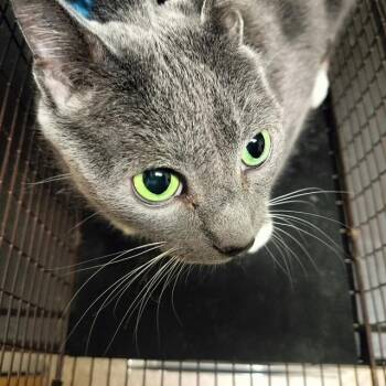 Domestic Short Hair Cats Available for Adoption in Pueblo, Colorado - SMOKEY FAIRY | PetCurious